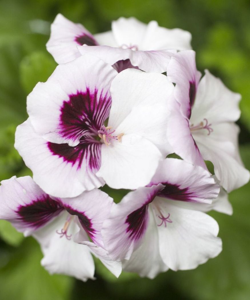 Pelargonien: Blütenpower dank richtiger Pflege