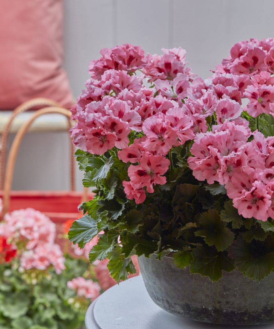2022-geraniums-9000-floral-morning-moments-07 Pinkfarbene Edelgeranie in einem glasierten Gefäß auf einem grauen Tisch.