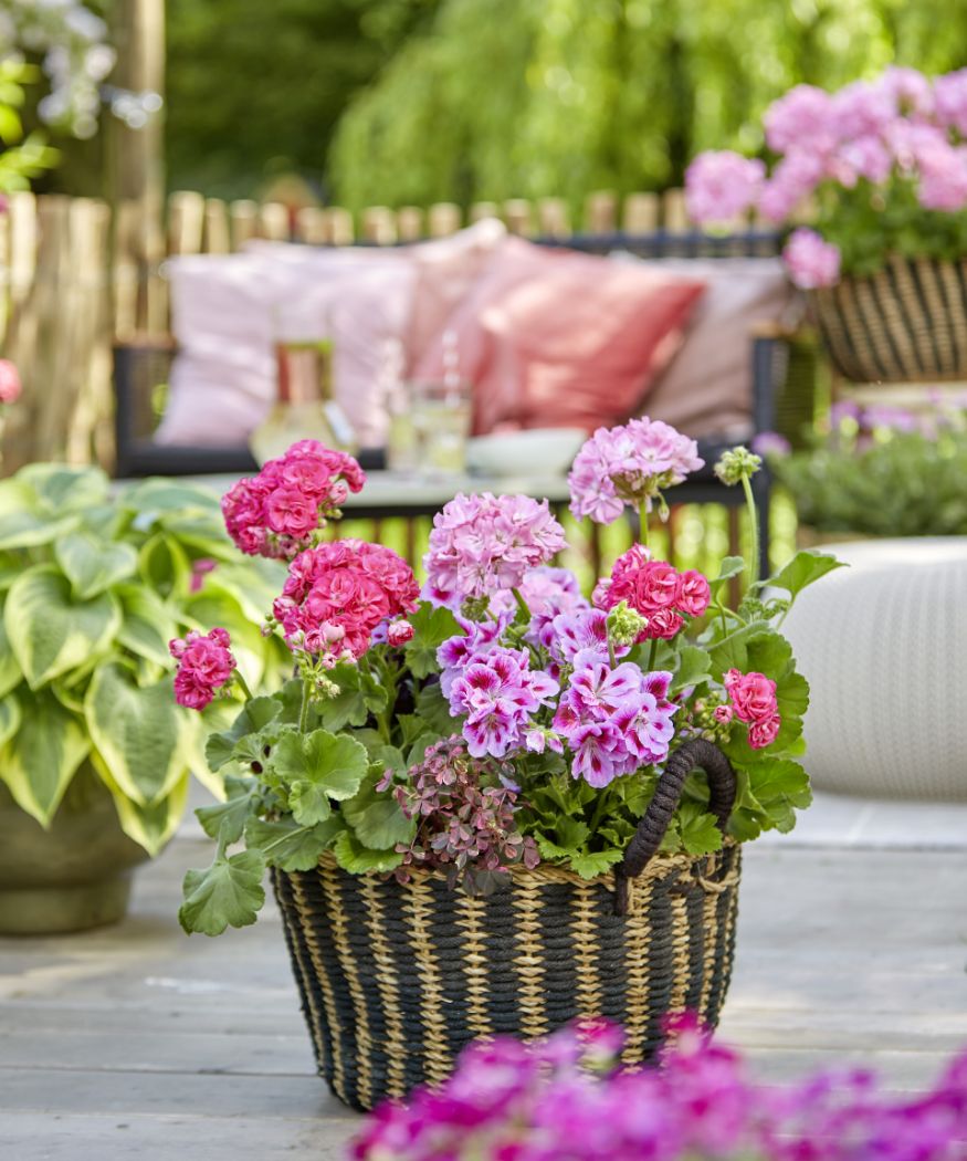 2023-geraniums-1000-joyous-summer-moments-07 Verschiedene stehende Geranien sind in einen Korb gepflanzt, der auf einer halbschattigen Terrasse steht.