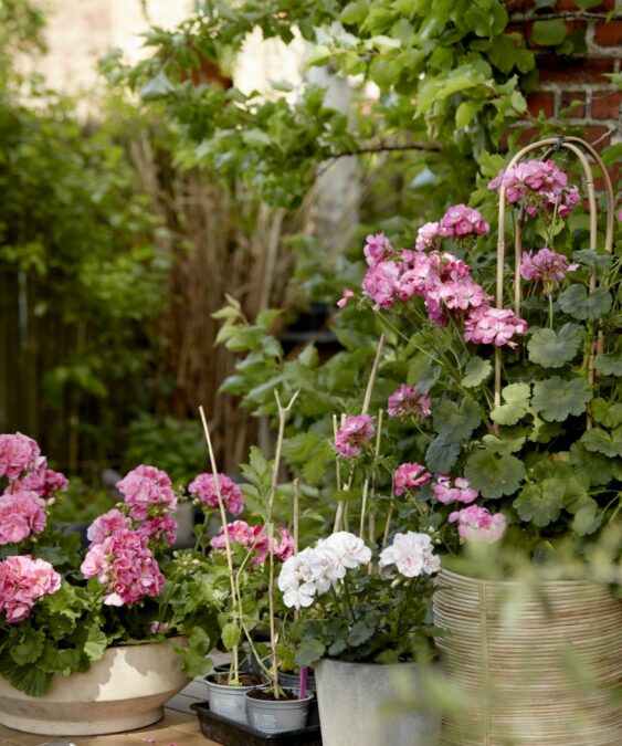 Wann Geranien pflanzen Nach dem Frost ist vor der Blüte Pflege und