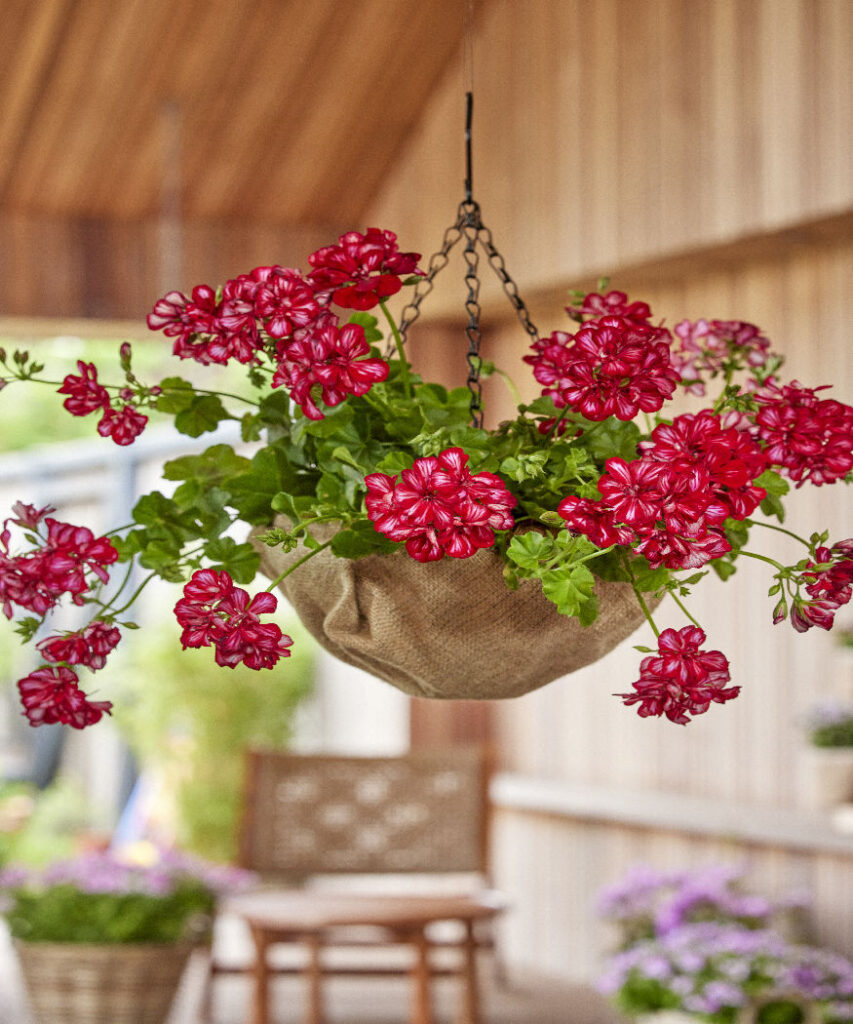 Hängende Blumenampel mit leuchtend roten Geranien auf einer überdachten Terrasse.