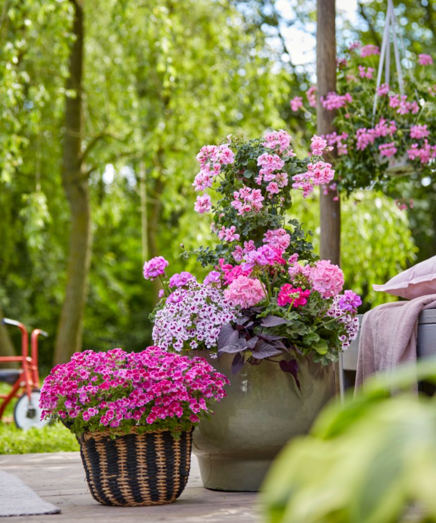 Der Sommer-Klassiker mit Charme:Es ist Pelargonien-Zeit