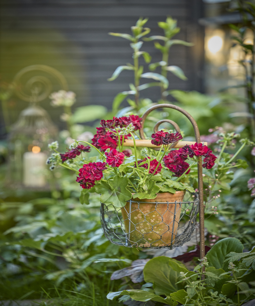Zurück zur Natur mit Geranien. Gestaltungsideen zwischen Wiesenflair, Cottage-Romantik und modernem Landleben