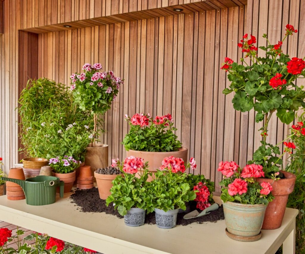 Verschiedene Töpfe mit Geranien, Blumenerde und Pflanzgefäßen als Material zum Einpflanzen.