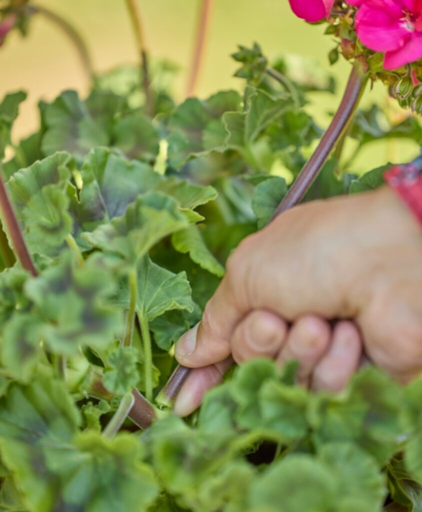 Ausputzen von pinken Geranien (Pelargonium zonale) zur Pflege der Pflanze