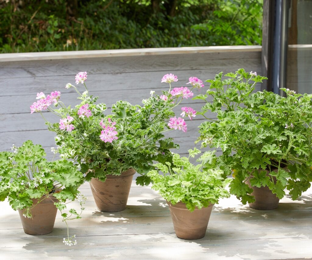Duftgeranien in verschiedenen Sorten als Topfpflanzen