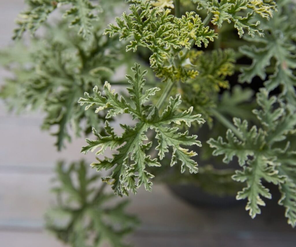 Nahaufnahme der fein gelappten, graugrünen Blätter einer Duftgeranie, die dicht aus einem Topf wachsen.