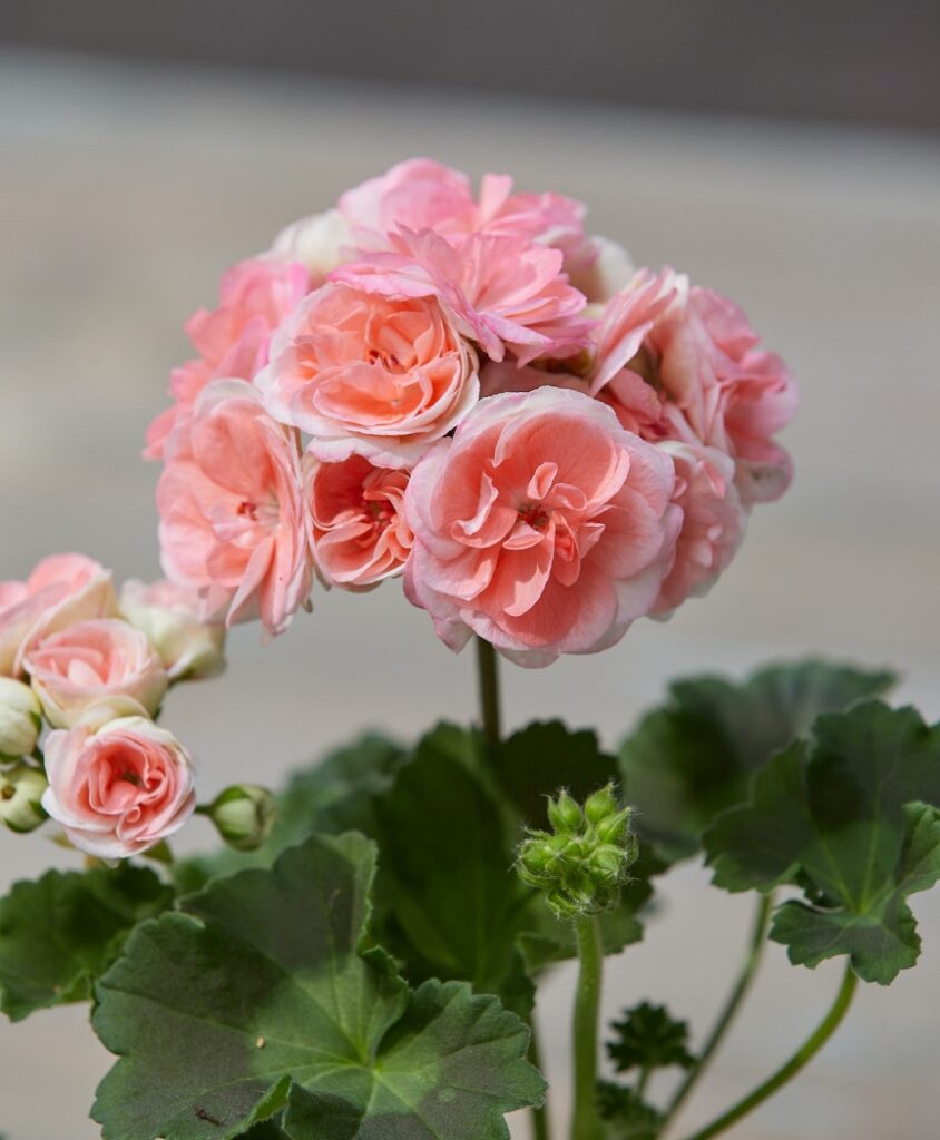 Stehende Geranie mit dicht gefüllten Blüten in Lachs