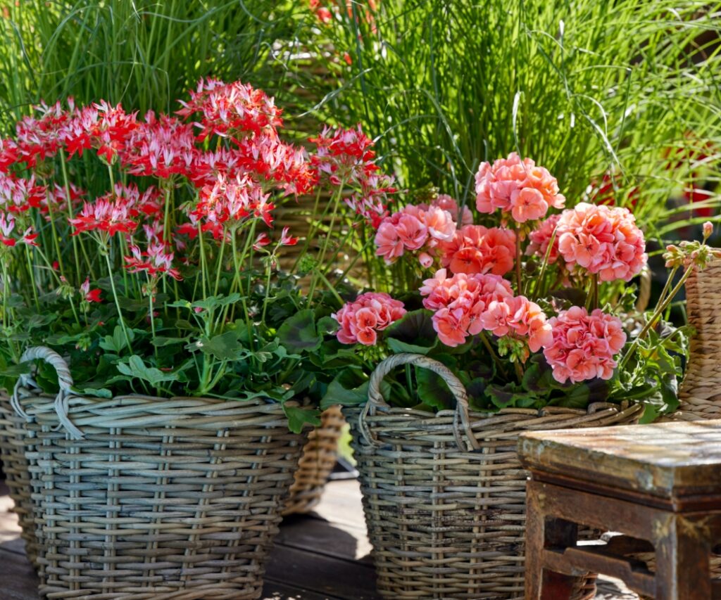 Gruppierte Geranien in geflochtenen Körben, zweifarbige in Rot und Weiß , sowie in Lachs als Gestaltungsidee für Terrasse oder Balkon