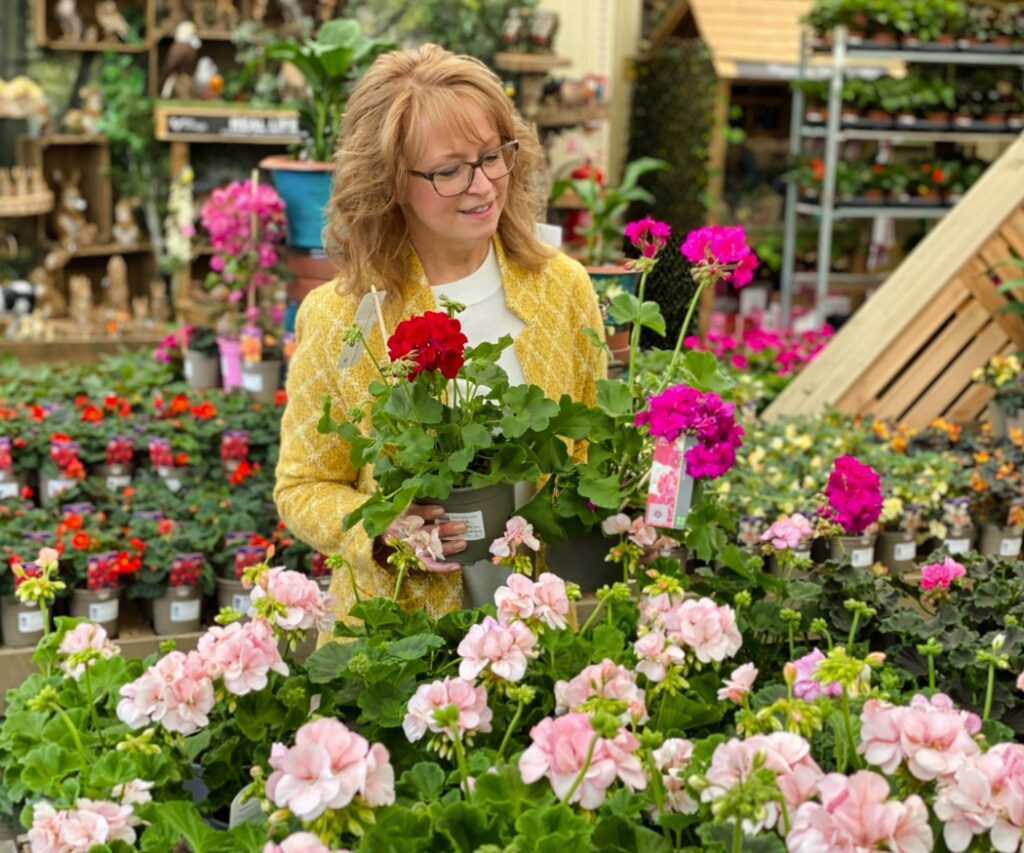 Frau in einem Gartencenter, die verschiedene Geranien in kräftigen Farben betrachtet und einen Geranientopf hält; Umgebung mit vielen blühenden Pflanzen.