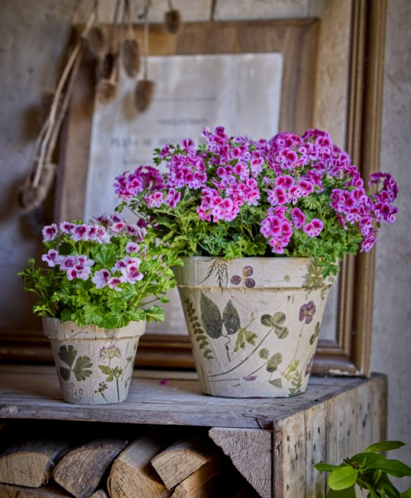 Rosa Geranien in unterschiedlich großen Töpfen, als Gruppe auf Holzstapel im Garten platziert