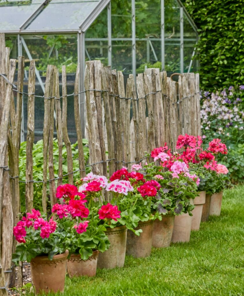 Geranien in Rosa- und Pinktönen, als durchgehende Topfreihe entlang eines Holzzauns im Garten