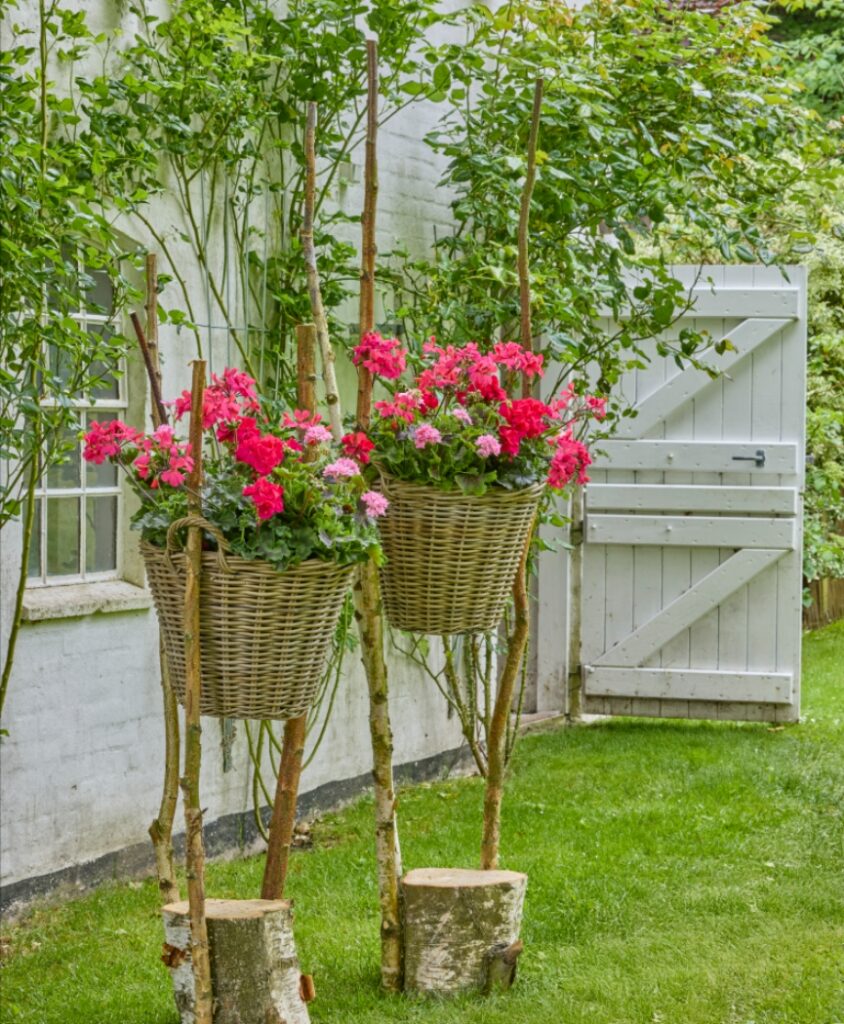 Zwei Pflanzkörbe auf einem Ständer mit roten und rosafarbenen Geranien, paarweise vor einer Hauswand im Garten arrangiert