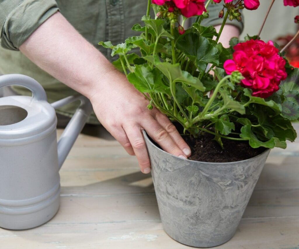 Geranie im grauen Topf wird eingepflanzt, eine Hand drückt die Erde an, daneben steht eine Gießkanne – richtige Pflege von Geranien im Topf