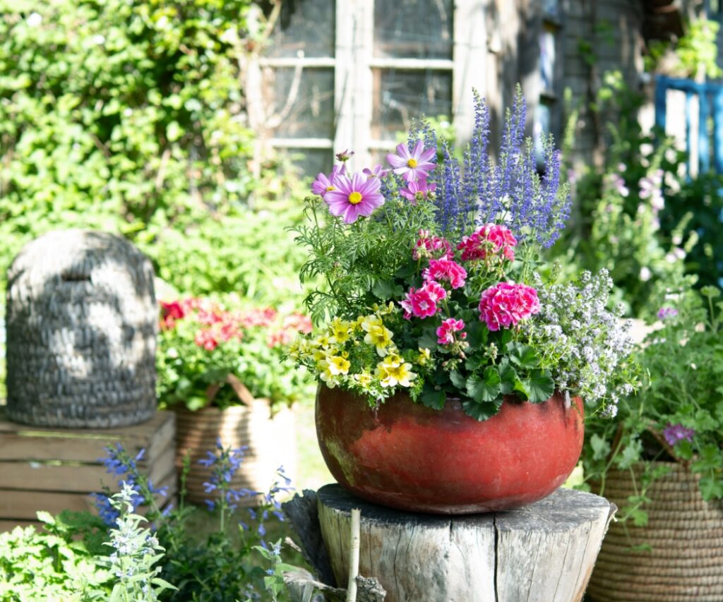 Farbenfrohe Geranien in rustikalen Tontöpfen und Körben – perfekt, um Bienen in den heimischen Garten zu locken.