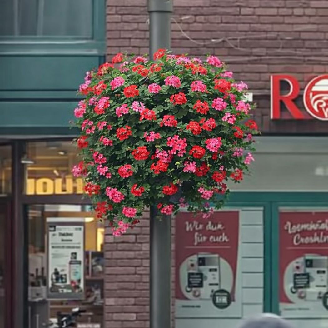 Der Startschuss für die Blütensaison: Es ist Geranien-Zeit ODER Blüten, die glücklich machen: Es ist Geranien-Zeit.